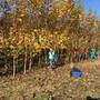 Šikulové - Hrajeme si a zkoumáme podzimní přírodu 20