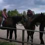 Němčovice - koně 11